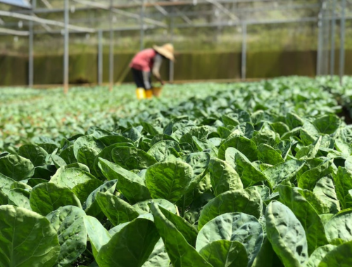 Lee más sobre el artículo Posadas Sede del Congreso Nacional de Horticultura: Un Evento Histórico para la Provincia