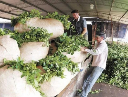 Lee más sobre el artículo La yerba mate misionera, protagonista en el comercio agroindustrial global