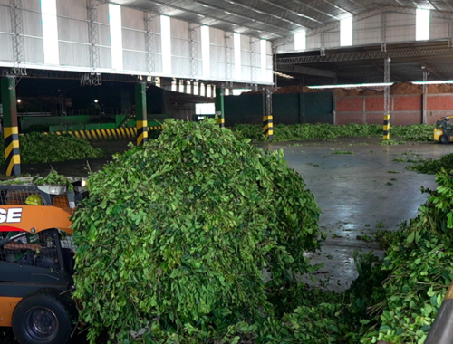Lee más sobre el artículo Yerba mate: ventas superaron los 49 millones de kilos en el primer bimestre
