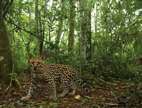 Leia mais sobre o artigo Misiones e sua biodiversidade: uma oportunidade de desenvolvimento sustentável