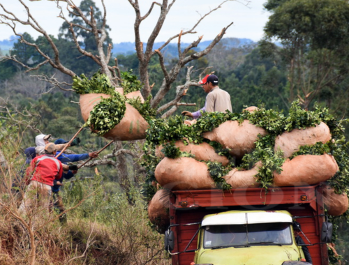 Lee más sobre el artículo Misiones amplía financiamiento por $3.000 millones para el sector yerbatero