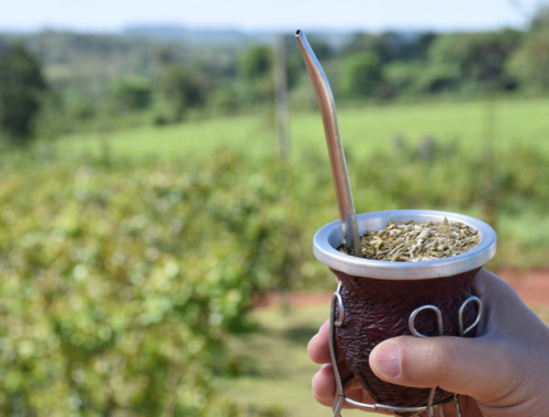 Lee más sobre el artículo Matear 2025: cronograma y detalles de la Feria de la Yerba Mate en Posadas